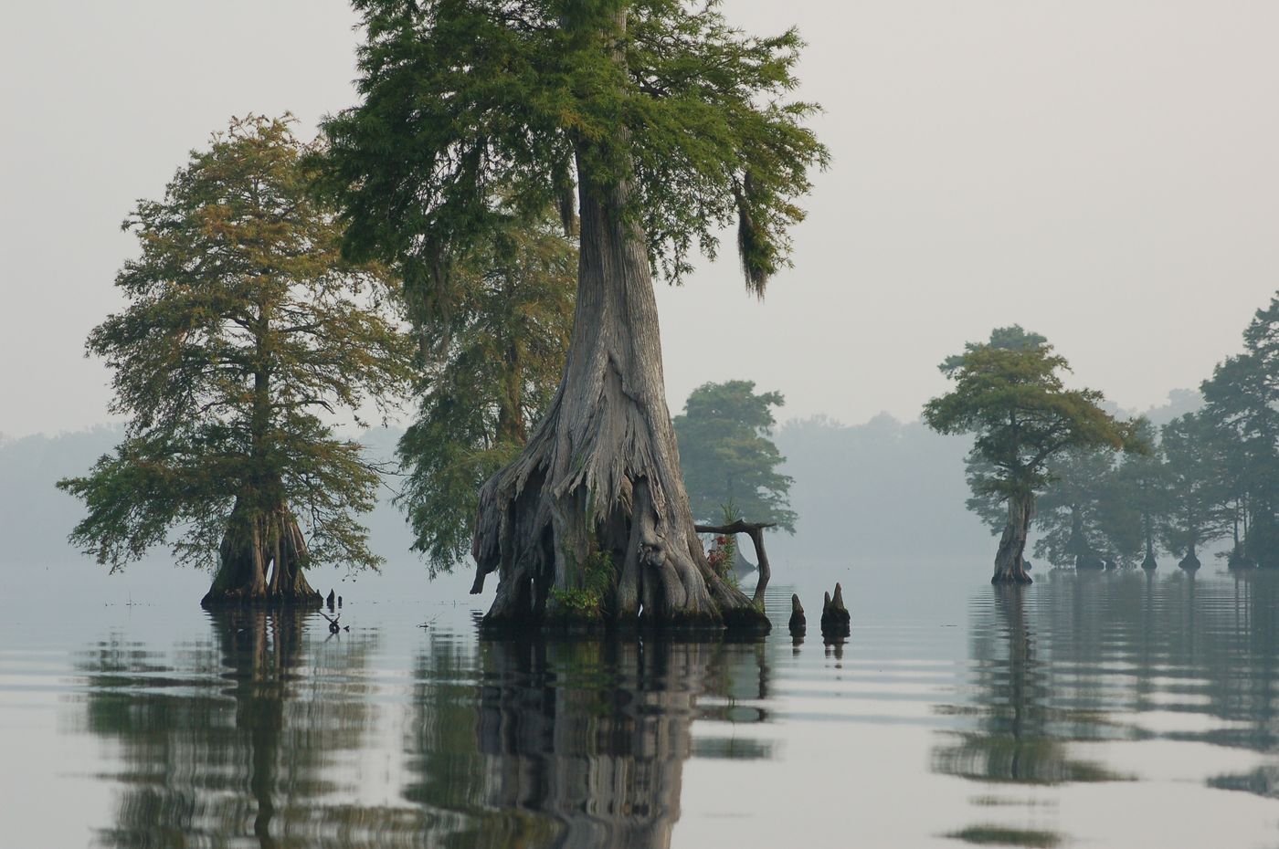 Cypress trees in the Great Dismal Swamp